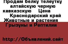 Продам белку телеутку алтайскую,черную кавказскую. › Цена ­ 5 000 - Краснодарский край Животные и растения » Грызуны и Рептилии   